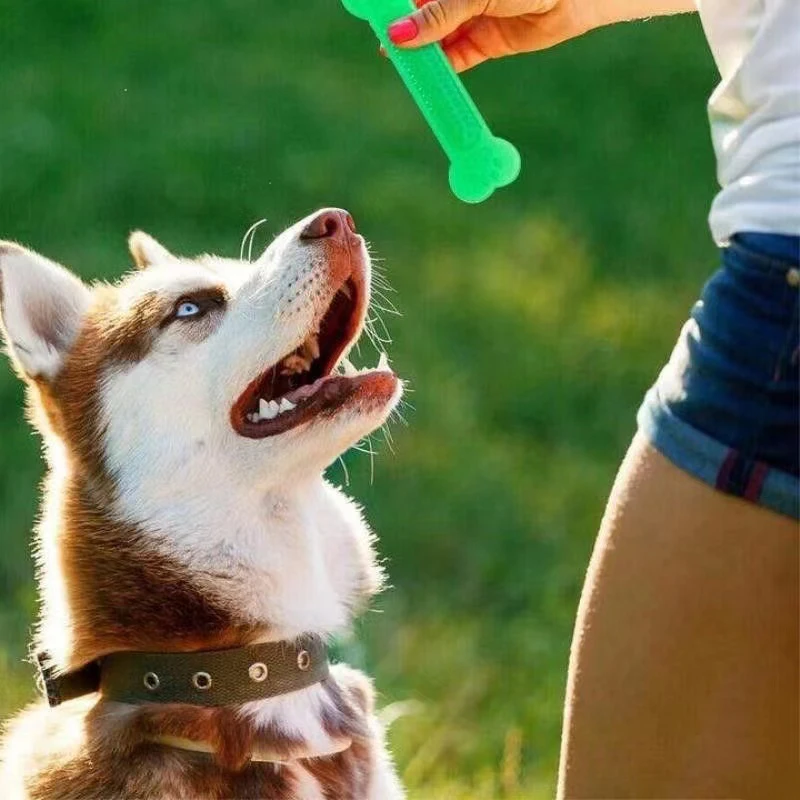Training Clicker Dog - سوبر صعبة الكلب العظام مضغ لعبة