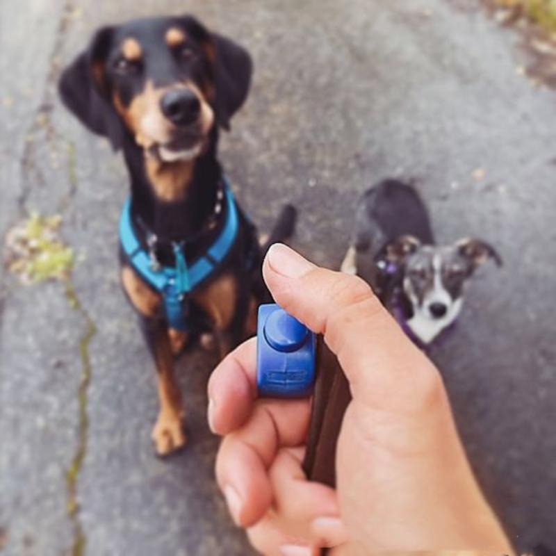 جهاز تدريب الحيوانات الأليفة ا - مراجعة Training Clicker Dog وسعره