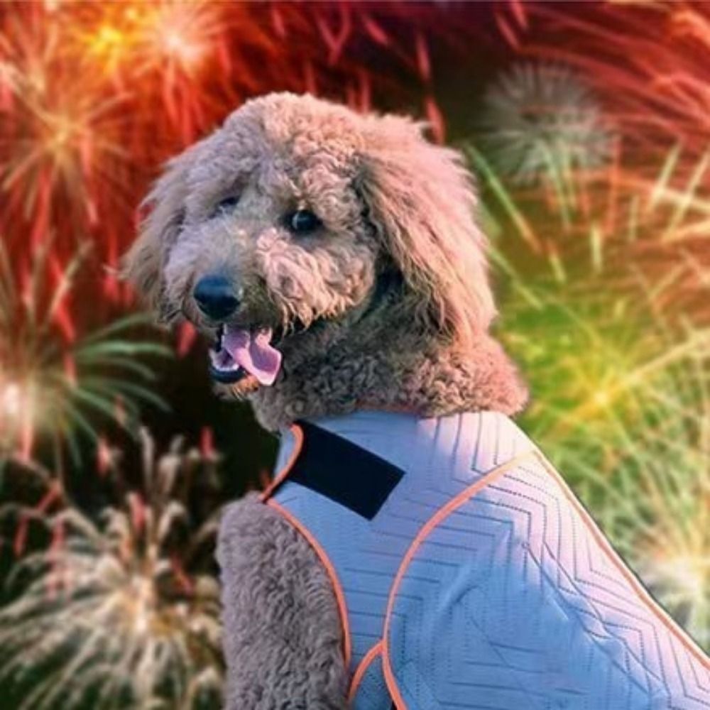 سترة عملية مرنة لتهدئة القلق ل - مراجعة Dog Anxiety Vest وسعره